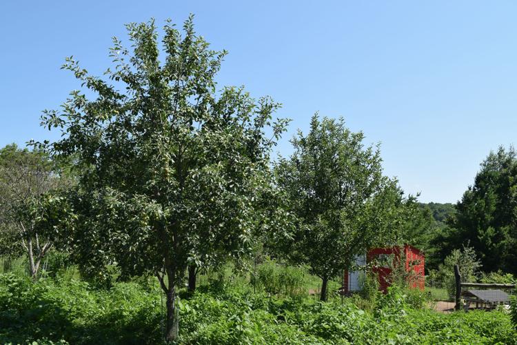 Apple trees at Rockwell Ridge
