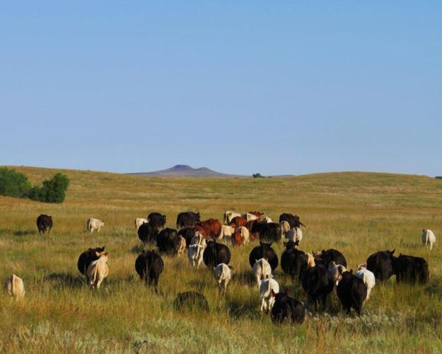 Grazing cattle