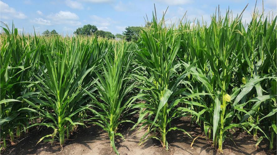 Cornfield