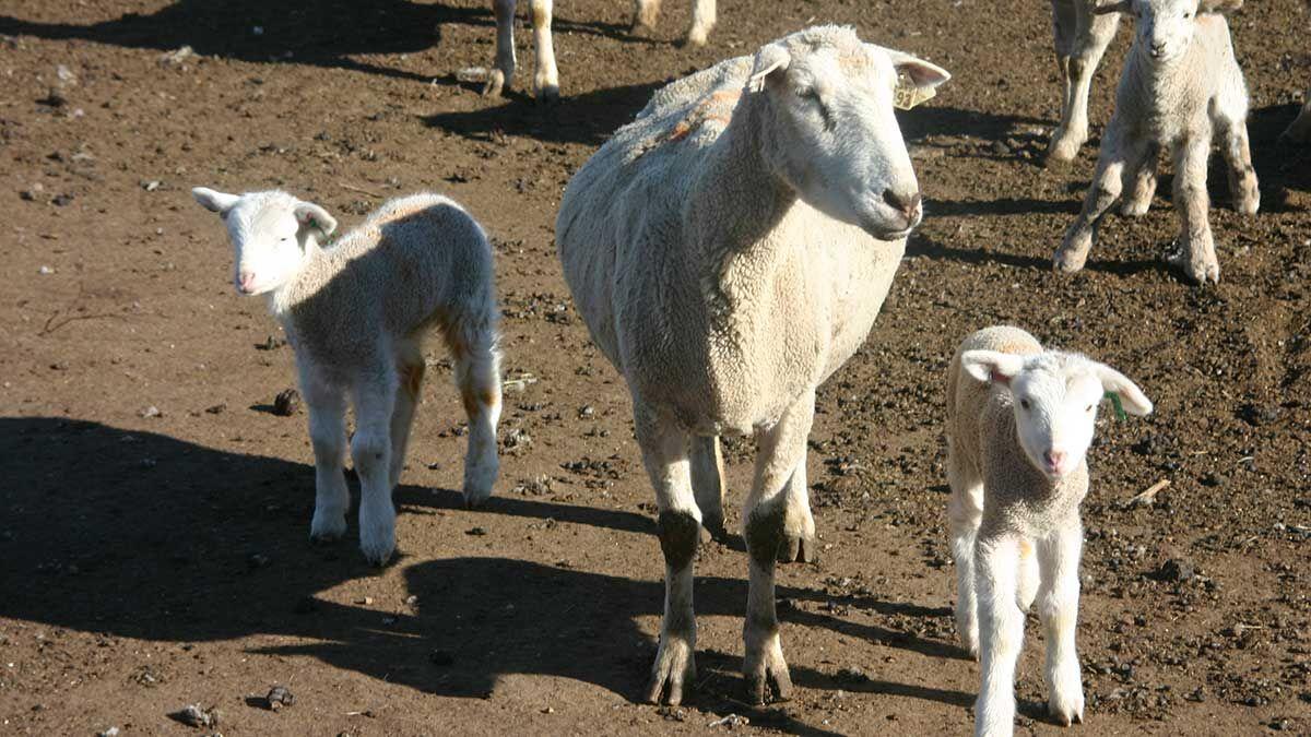 Ewe with lambs