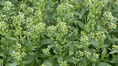 Pennycress and camelina