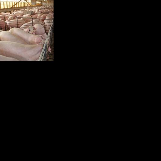 Pseudorabies found in swine herd in Iowa