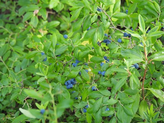 Blueberries