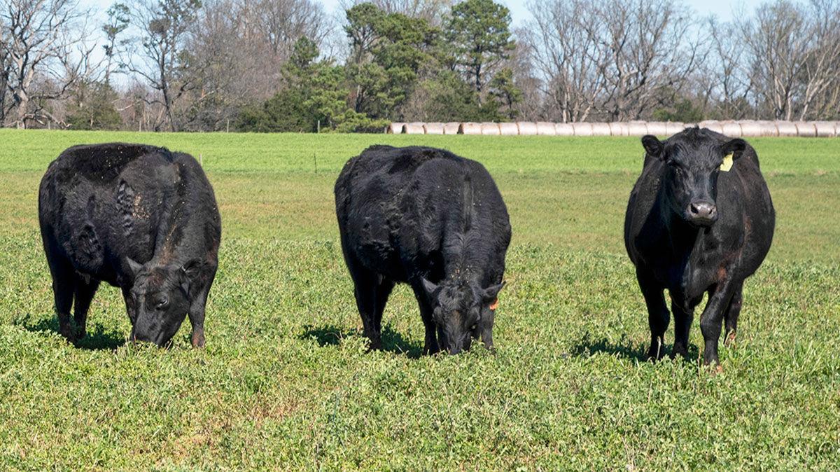 Tips for preventing bloat in cows