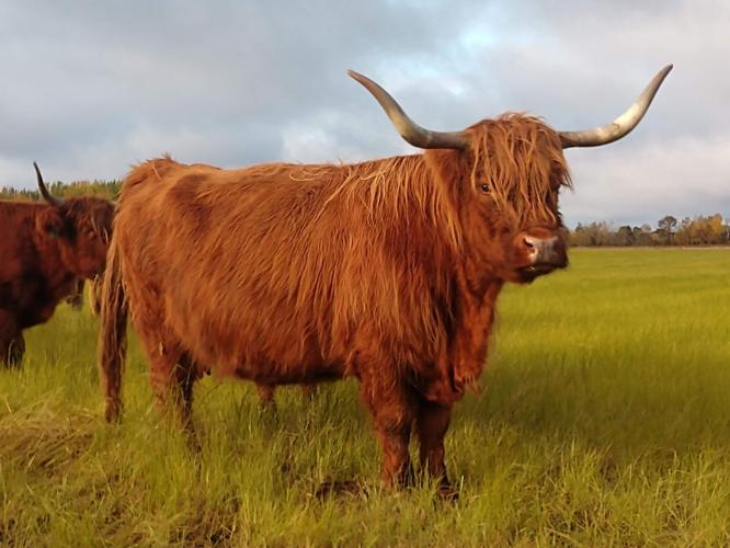 Scotland's Grazing Cows - The Highland Coos
