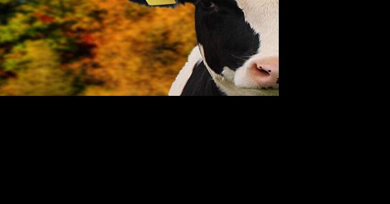 livestock auction calendar october 8 2021 livestock agupdate com