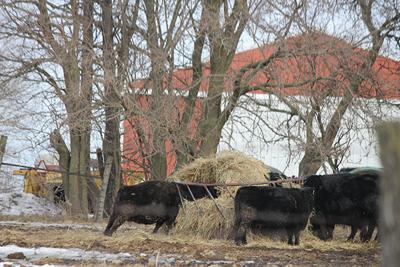 Feeder Type Could Cut Hay Waste In Half Midwest Marketer