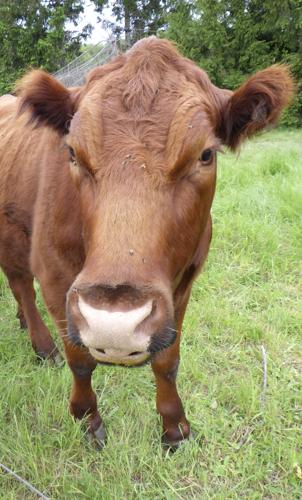 Beef cow closeup
