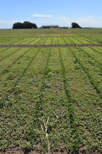 Palmer amaranth 1.jpg