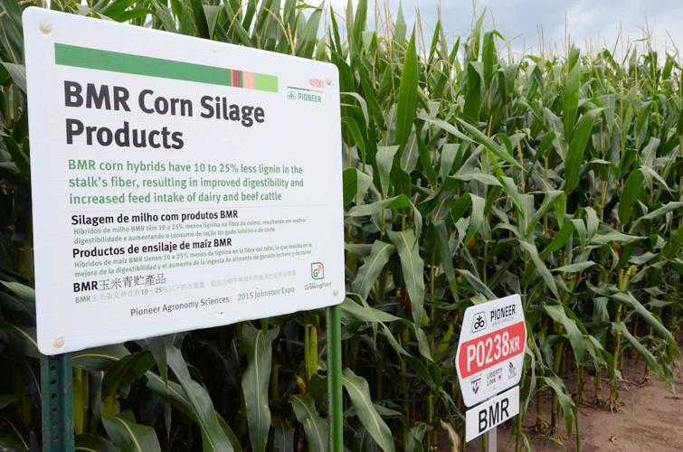 Dupont BMR corn sileage