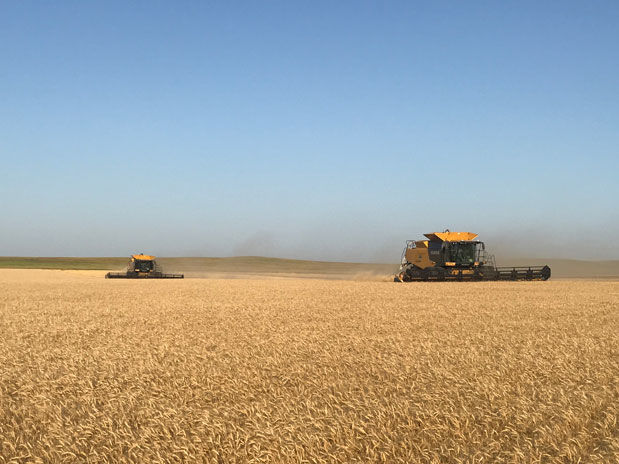 Wheat harvest