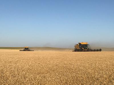 Wheat harvest