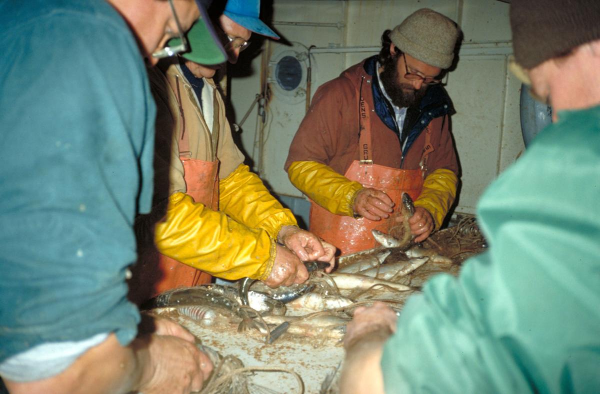 Lake Superior herring in danger
