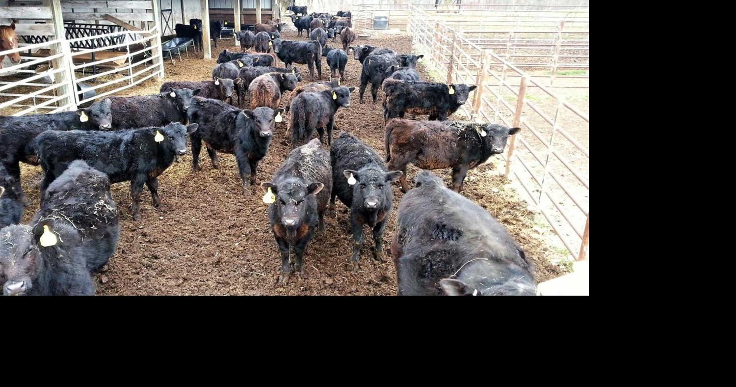 Is preconditioning calves the right choice?