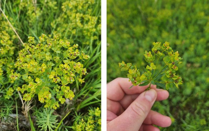Leafy spurge