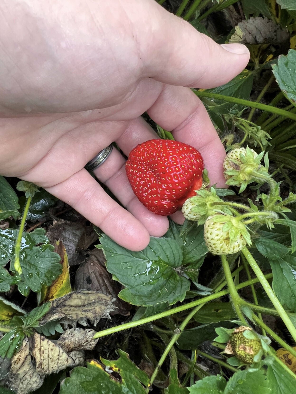 Strawberry