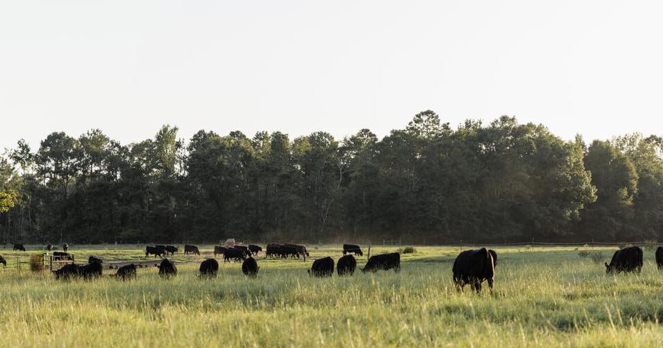 Healthier soils leads to stronger herds