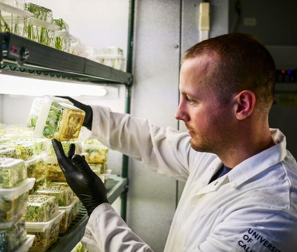Researcher with seedlings