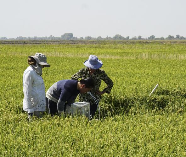 Researchers in rice field