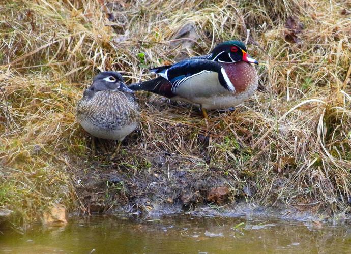 Wood ducks