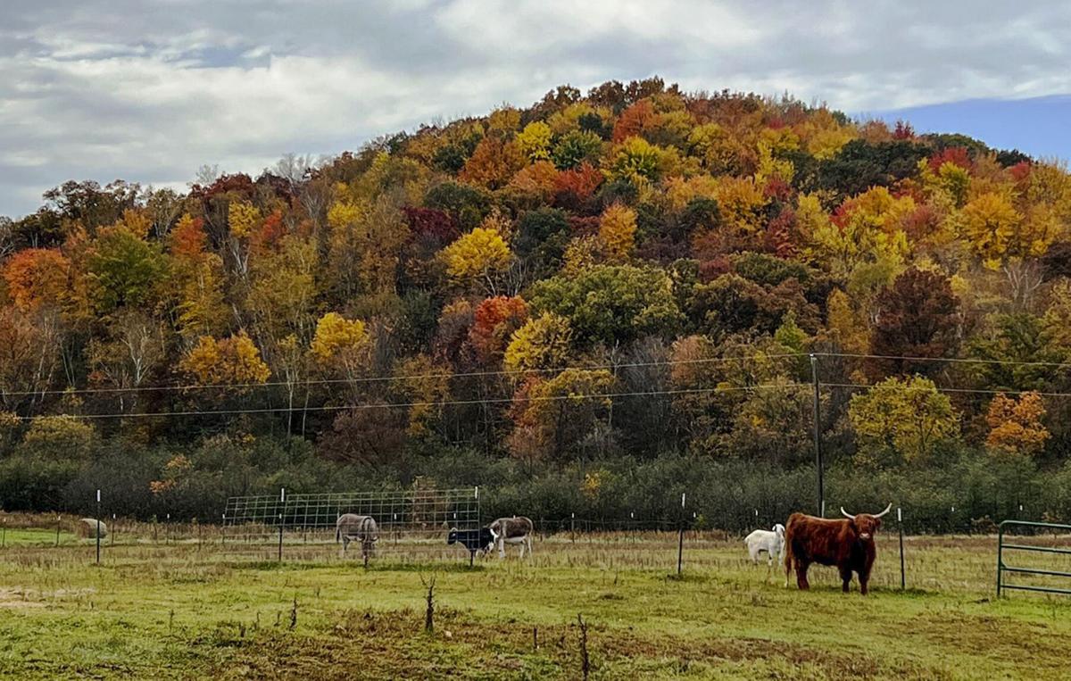 Cattle, goats, donkey in field