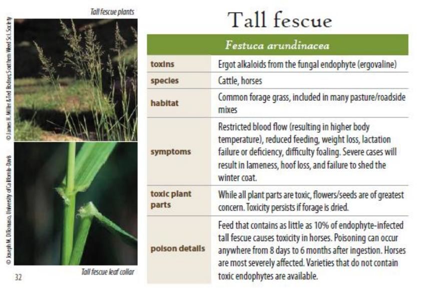 Tall Fescue