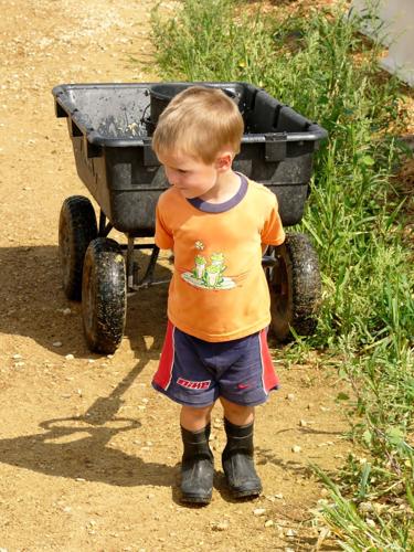 Henry Davison helps with calves