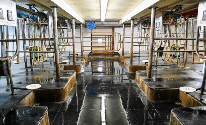 Flat-barn milking parlor