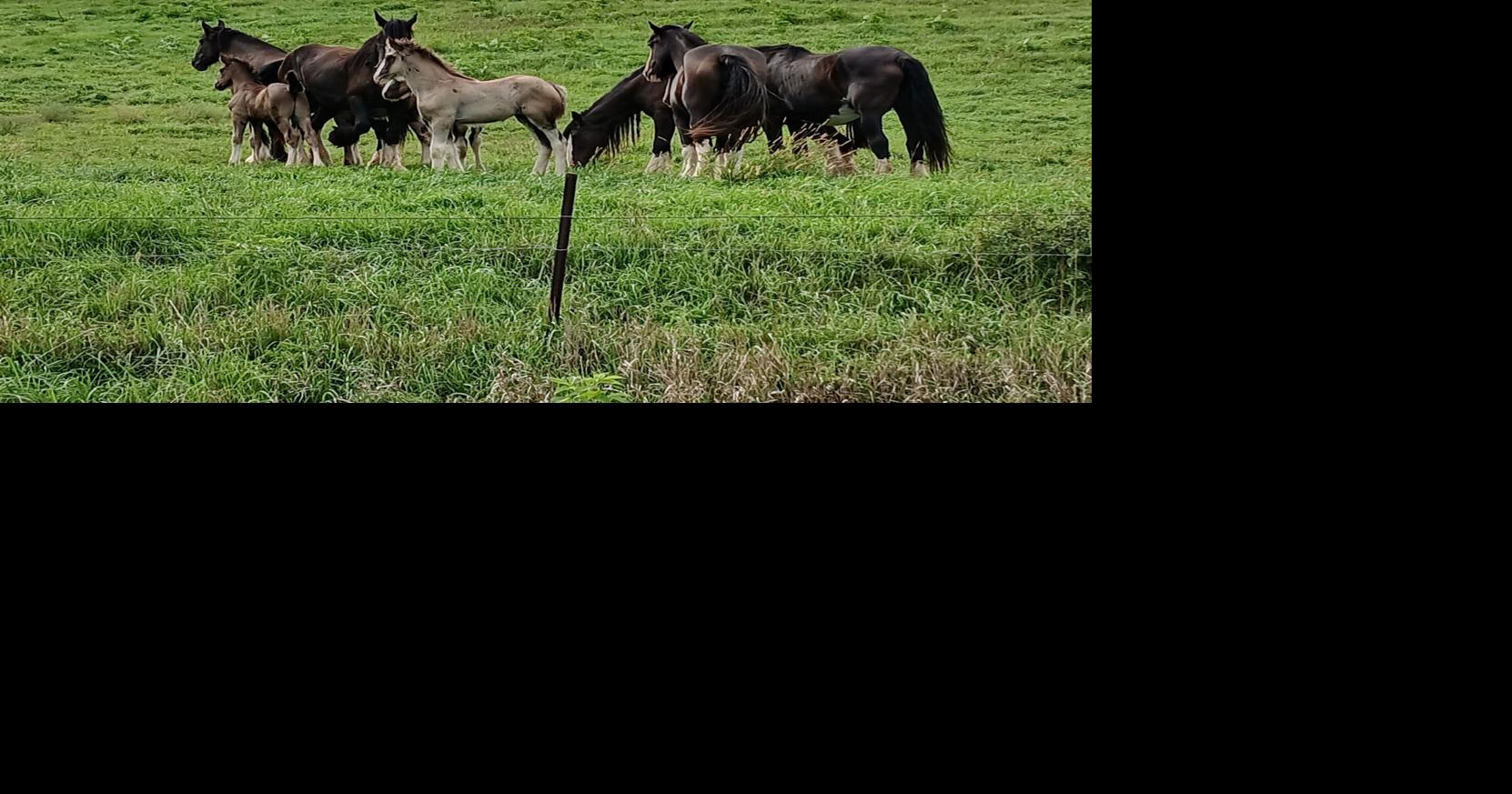 2 mares and babies 2.jpg