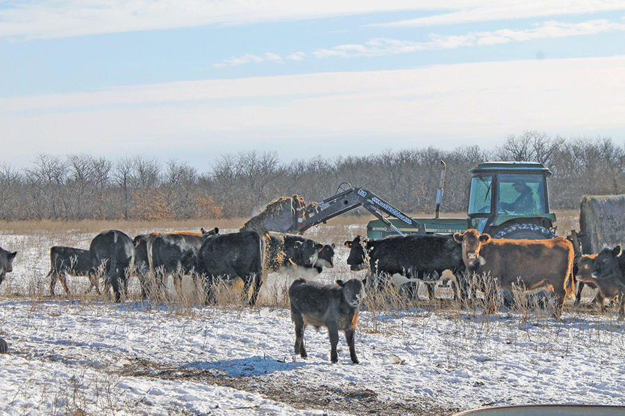 cold calf