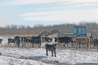 cold calf