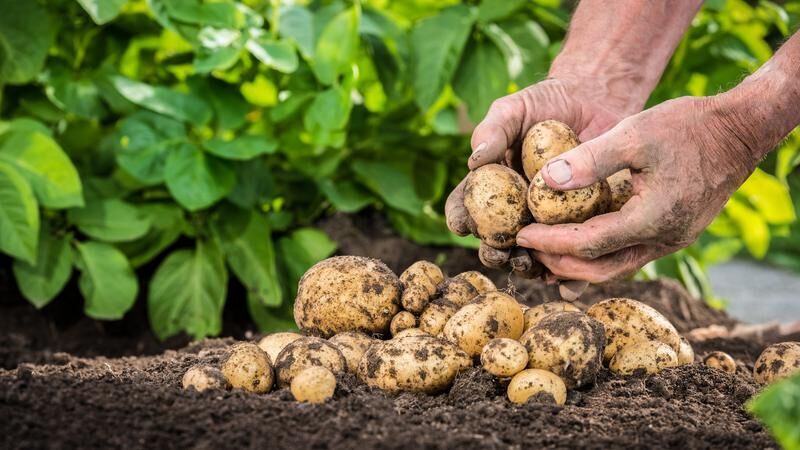 Potatoes in field