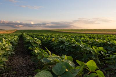 Open soybean field at sunset.