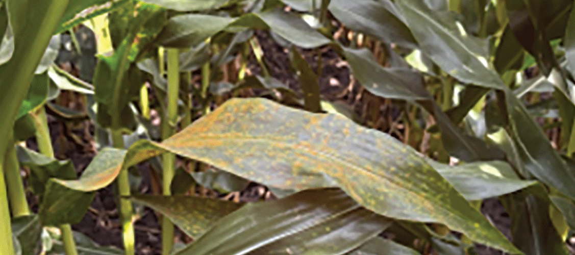 Southern rust