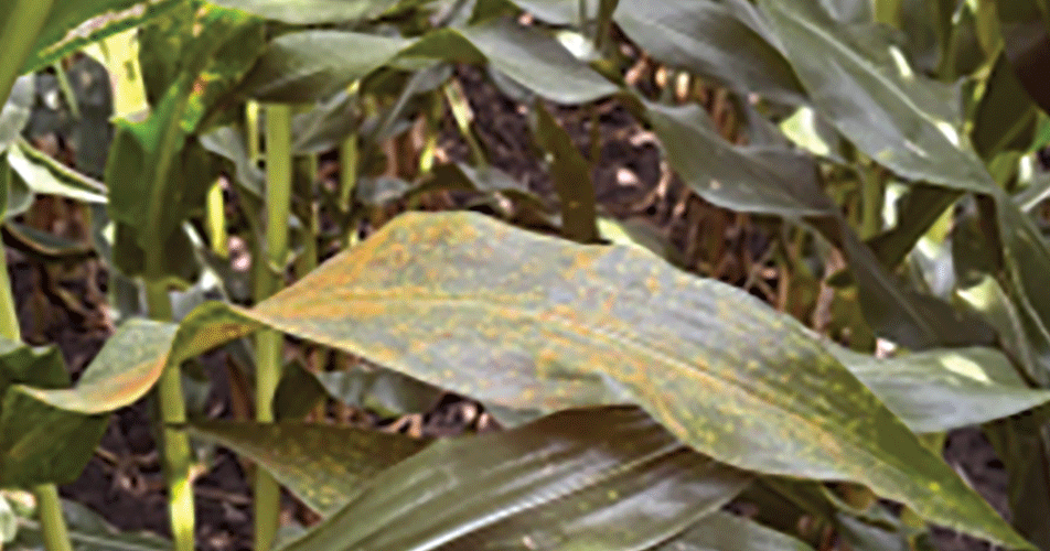 Evaluation done on foliar fungicides