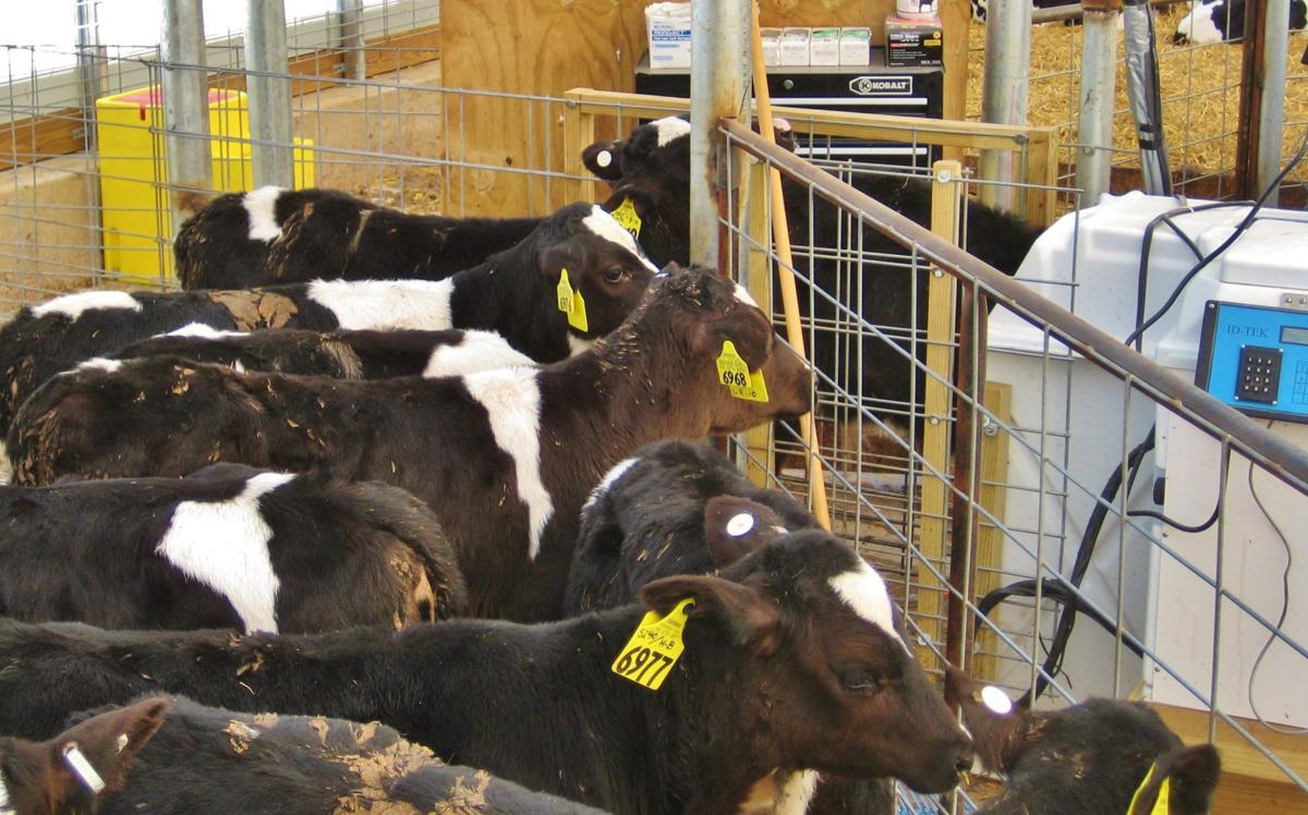 Overcrowded calves
