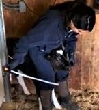 Restraining calf for tube feeding