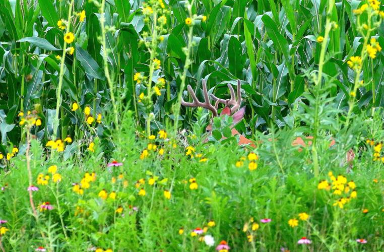 Deer