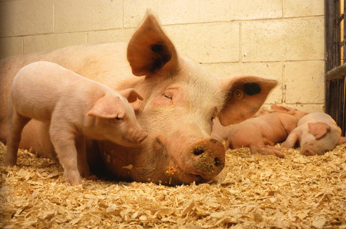 Piglets