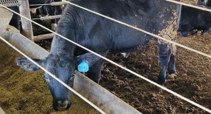 Feedlot beef cross dairy