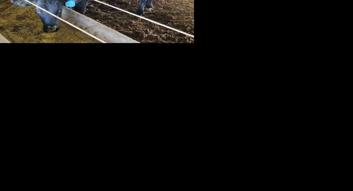 Feedlot beef cross dairy