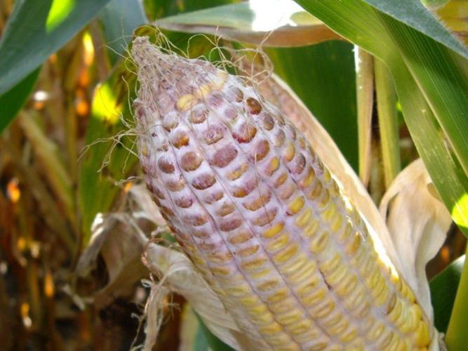 Moldy ear of corn