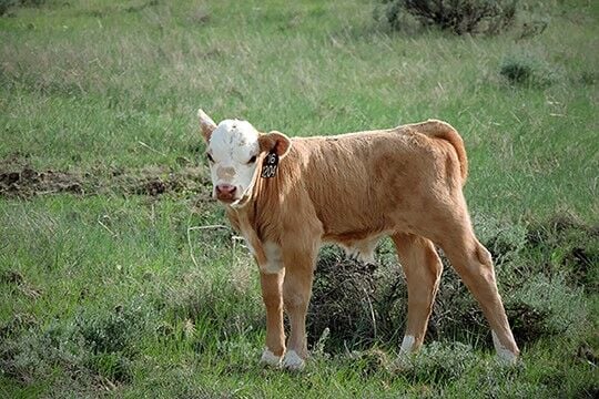Calving on pasture
