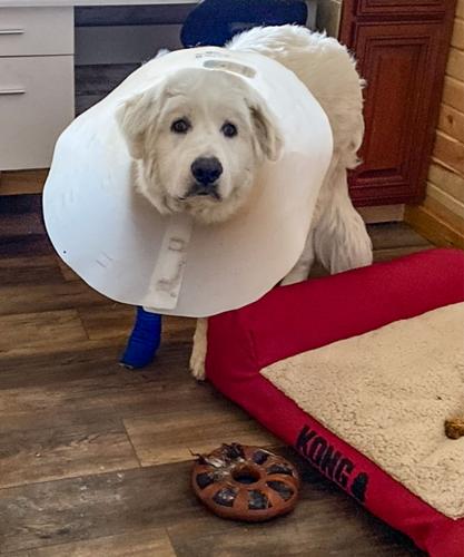 Candid Canine Corner