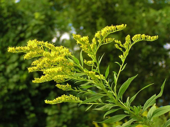 Goldenrod blooms