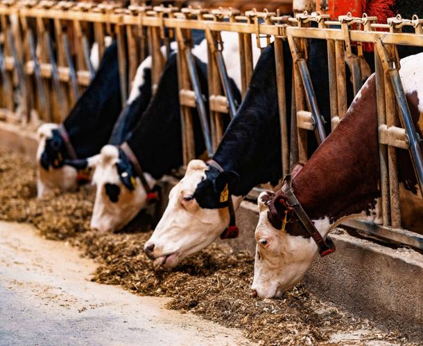 Dairy cows