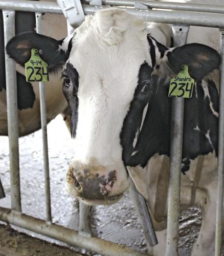 Dairy cow