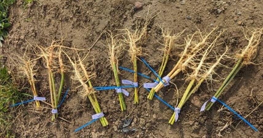 Hemp roots offer new opportunities