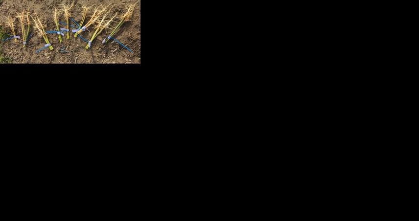 Hemp roots offer new opportunities