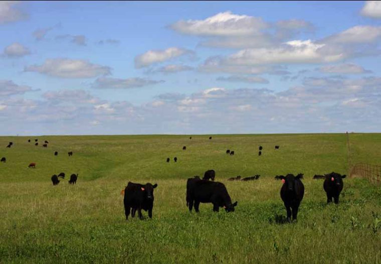 Steps to improve cow herd efficiency